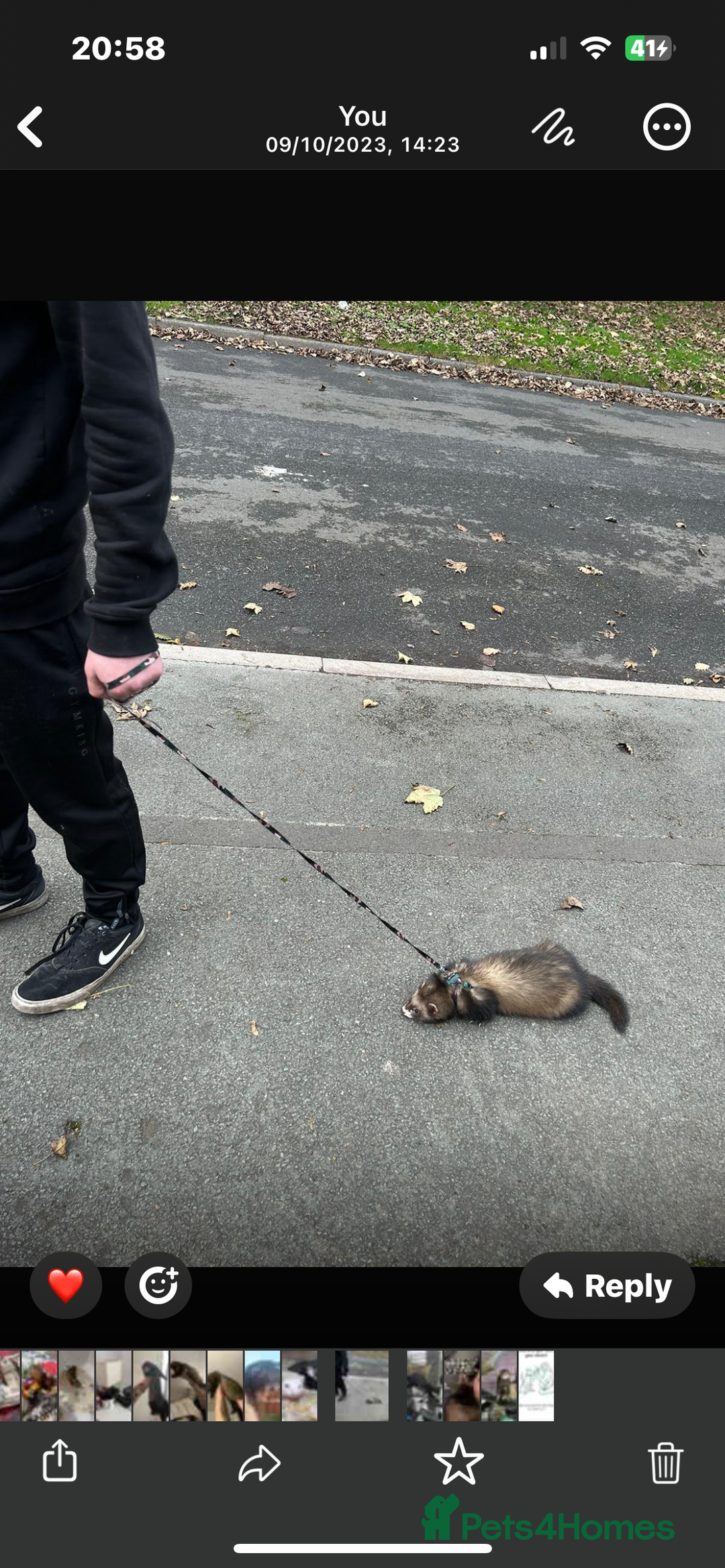 Ferret rodents for sale: 2 year old male ferret  - Image 2