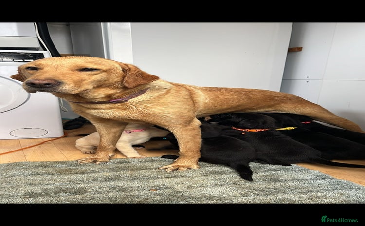 Labrador Retriever dogs - Advert 4