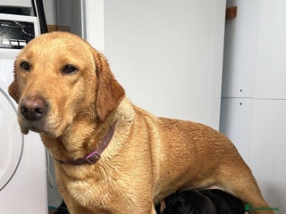 Labrador Retriever dogs for sale - Advert 1