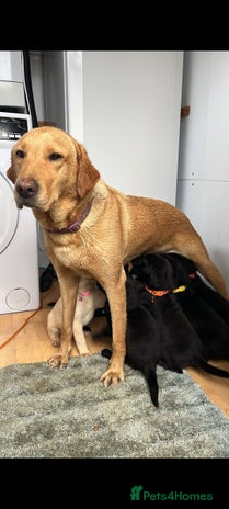 Labrador Retriever dogs - Advert 1