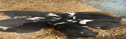 Border Collie dogs for sale: Border Collies - Advert 12