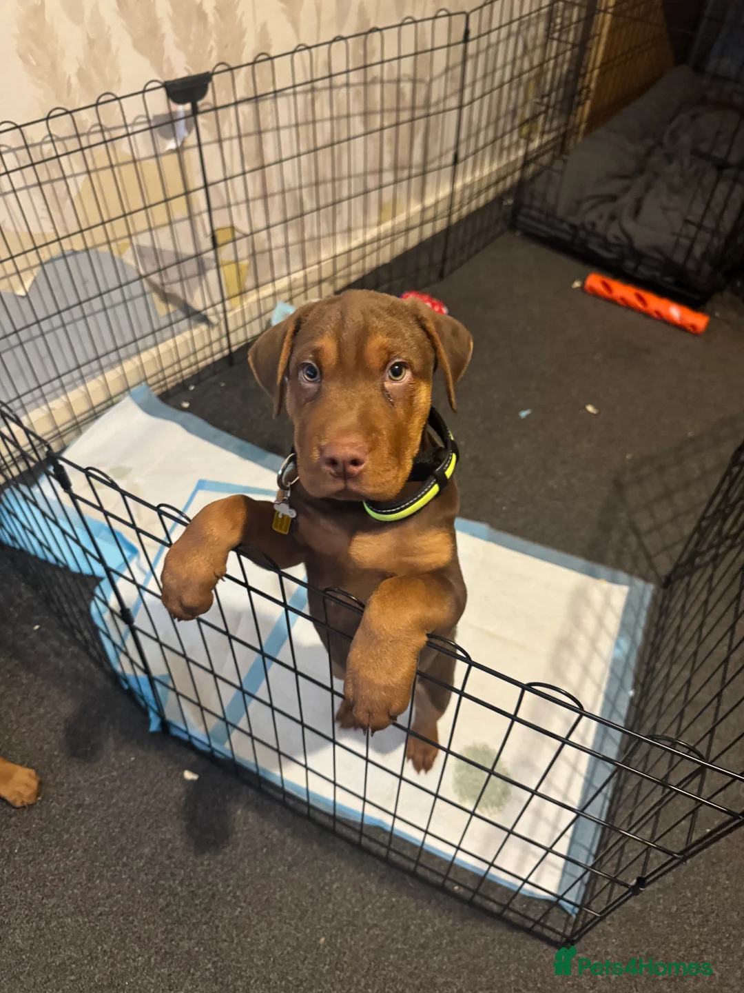 Mixed Breed dogs for sale: 14 week old puppy  in Leeds - Advert 1