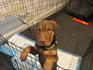 Mixed Breed dogs 14 week old puppy - Advert 1