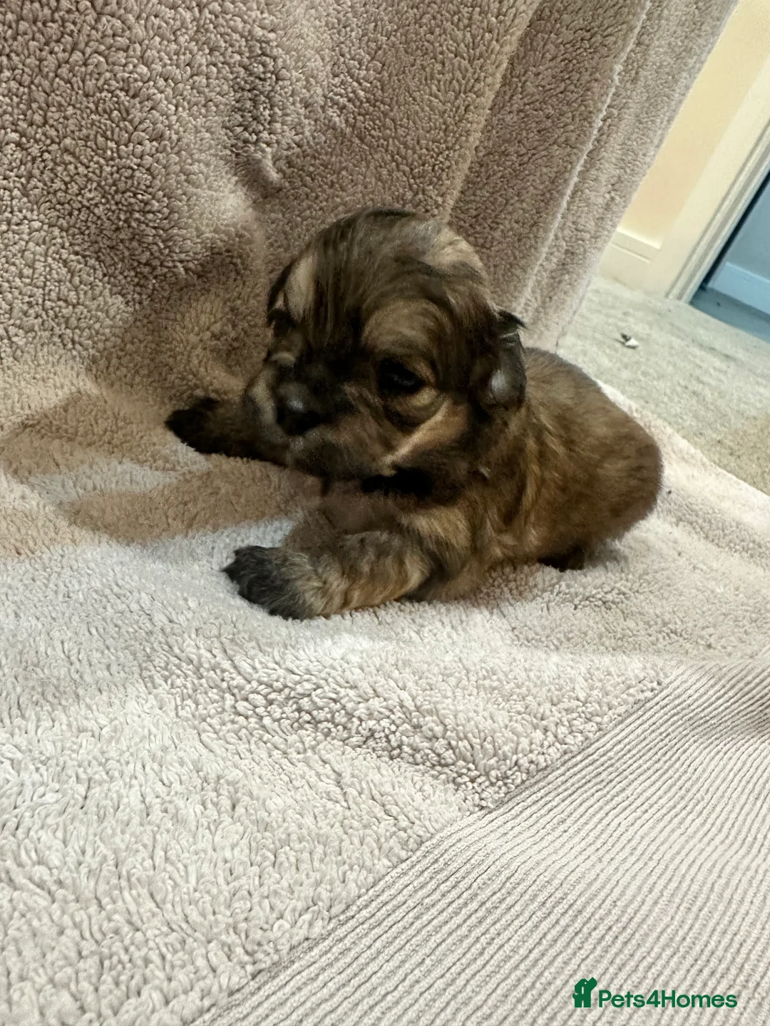 Lhasa Apso dogs for sale: Beautiful mini Lhasa apso’ - Advert 9