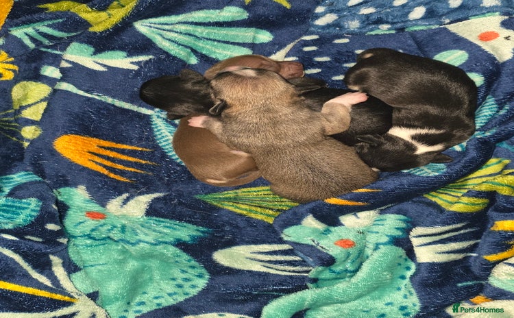 Chihuahua dogs 2 chihuahua girls availible  - Advert 14