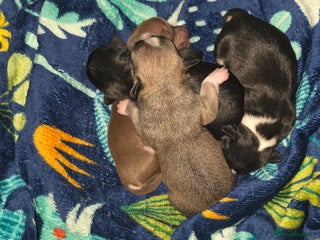 Chihuahua dogs 2 chihuahua girls availible - Advert 7