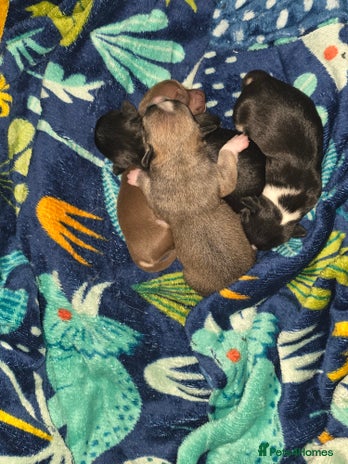 Chihuahua dogs 2 chihuahua girls availible - Advert 14