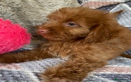 Cockapoo dogs for sale: Stunning fox red cockapoo puppies PRA clear  - Image 23