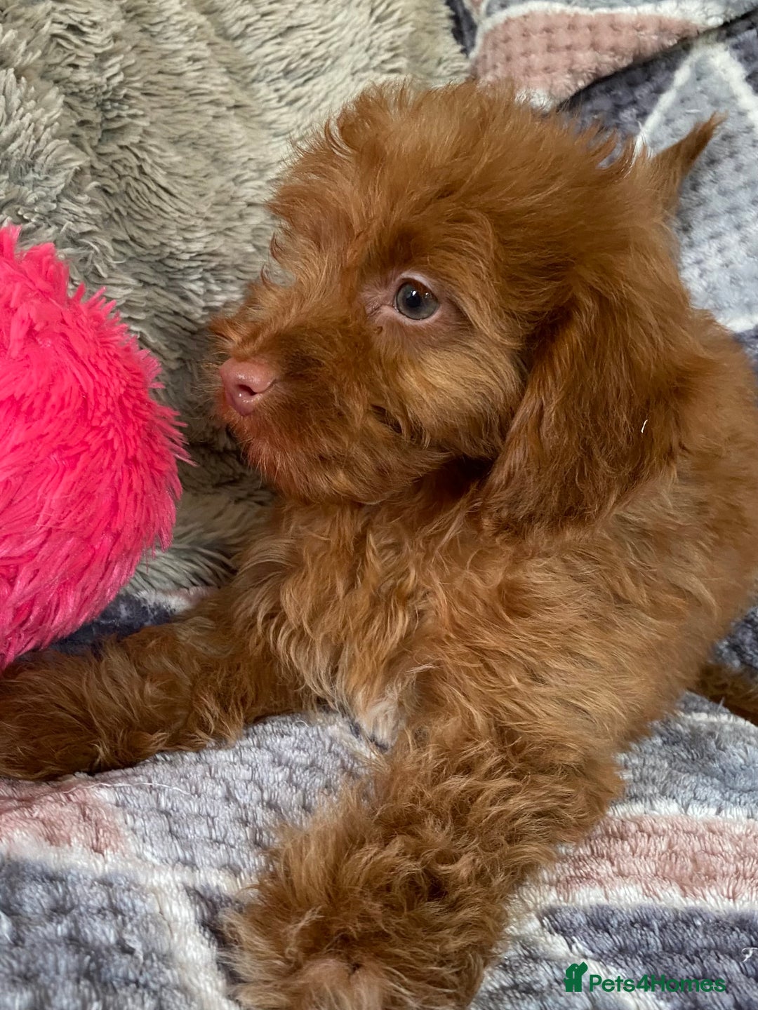 Cockapoo dogs for sale: Stunning fox red cockapoo puppies PRA clear  - Image 23