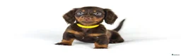 Miniature Dachshund dogs for sale: 4 male Dachshunds - Advert 9