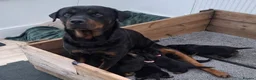 Rottweiler dogs for sale: 5 Males and 1 Female available!  - Advert 9