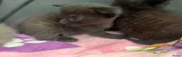 Russian Blue cats for sale: Litter of 4 mixed kittens  - Advert 6