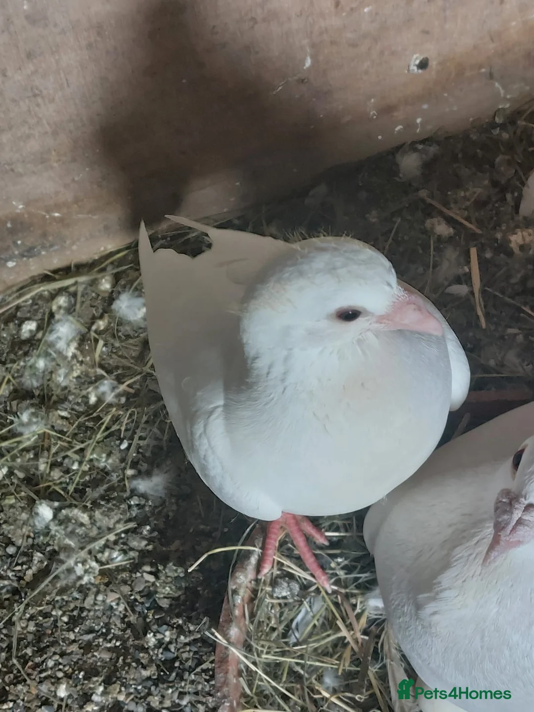 Pigeons birds for sale: Logan pigeons for sale  - Advert 2
