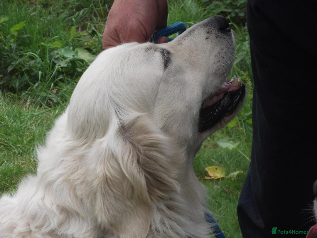 Golden Retriever dogs for stud: CHAMPION BRED STUD DOG  - Advert 1
