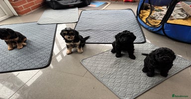 Cockapoo dogs Cockapoo puppies 2 multi colour, 2 black  - Advert 8