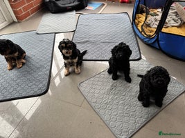 Cockapoo dogs Cockapoo puppies 2 multi colour, 2 black - Advert 6