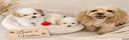 Maltipoo dogs for sale: Maltipoo Twin Boys Louis & Vuitton.White & Apricot - Advert 4