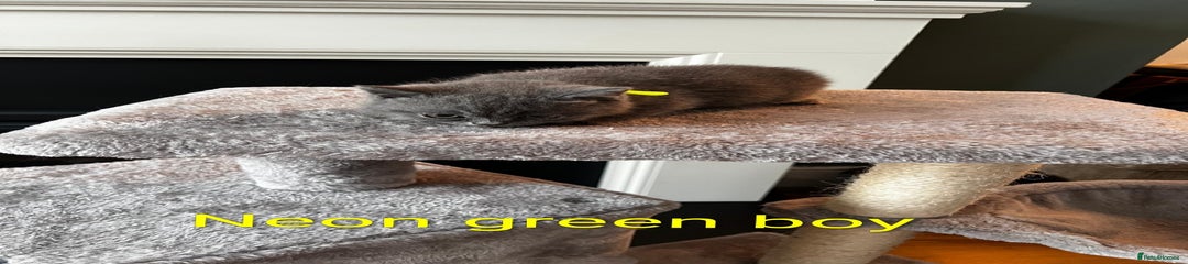 Grey British Shorthair (Neon green collar)