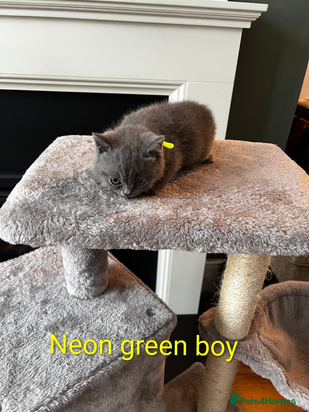 British Shorthair cats for sale: Adorable GCCF Kittens Available - Image 5