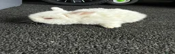Mini Lion Lop rabbits for sale: Mini lion lops  - Advert 3