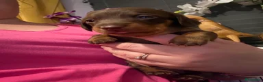 Dachshund 3