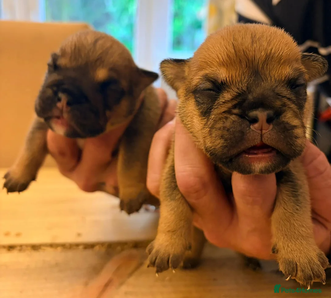 English Bulldog dogs for sale: Bulldog puppies  - Advert 21