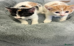 Mixed Breed cats for sale: Unfortunate Sale - Image 3