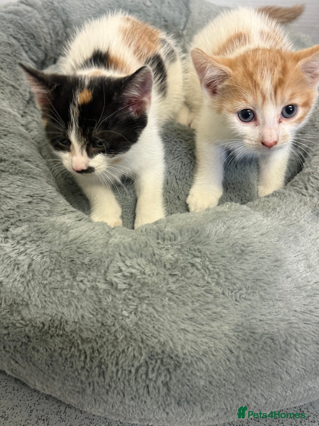Mixed Breed cats for sale: Unfortunate Sale - Image 3