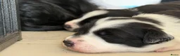 Border Collie dogs for sale: KC registered sport puppies - Advert 5