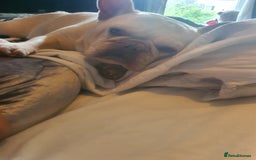 French Bulldog dogs for sale: Beautiful white female frenchie - Image 4