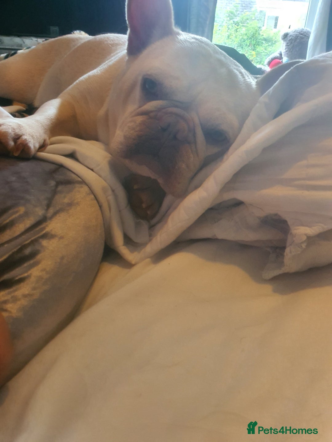 French Bulldog dogs for sale: Beautiful white female frenchie - Image 4