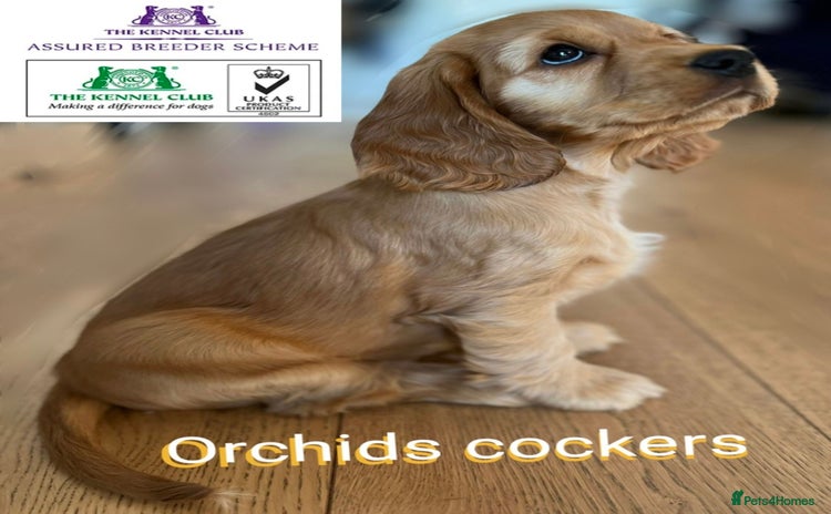 Cocker Spaniel dogs - Advert 3
