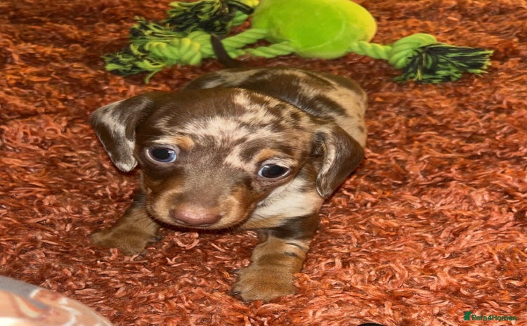 Miniature Dachshund dogs - Advert 16