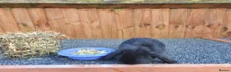 Mini Lop rabbits for sale: Mini lops 2 males - Advert 20