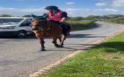 Irish Thoroughbred horses for sale: Quite 15’1hh thoroughbred for full/part loan - Image 2