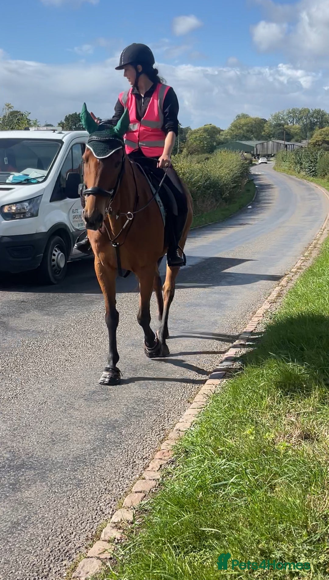 Irish Thoroughbred horses for sale: Quite 15’1hh thoroughbred for full/part loan - Image 2