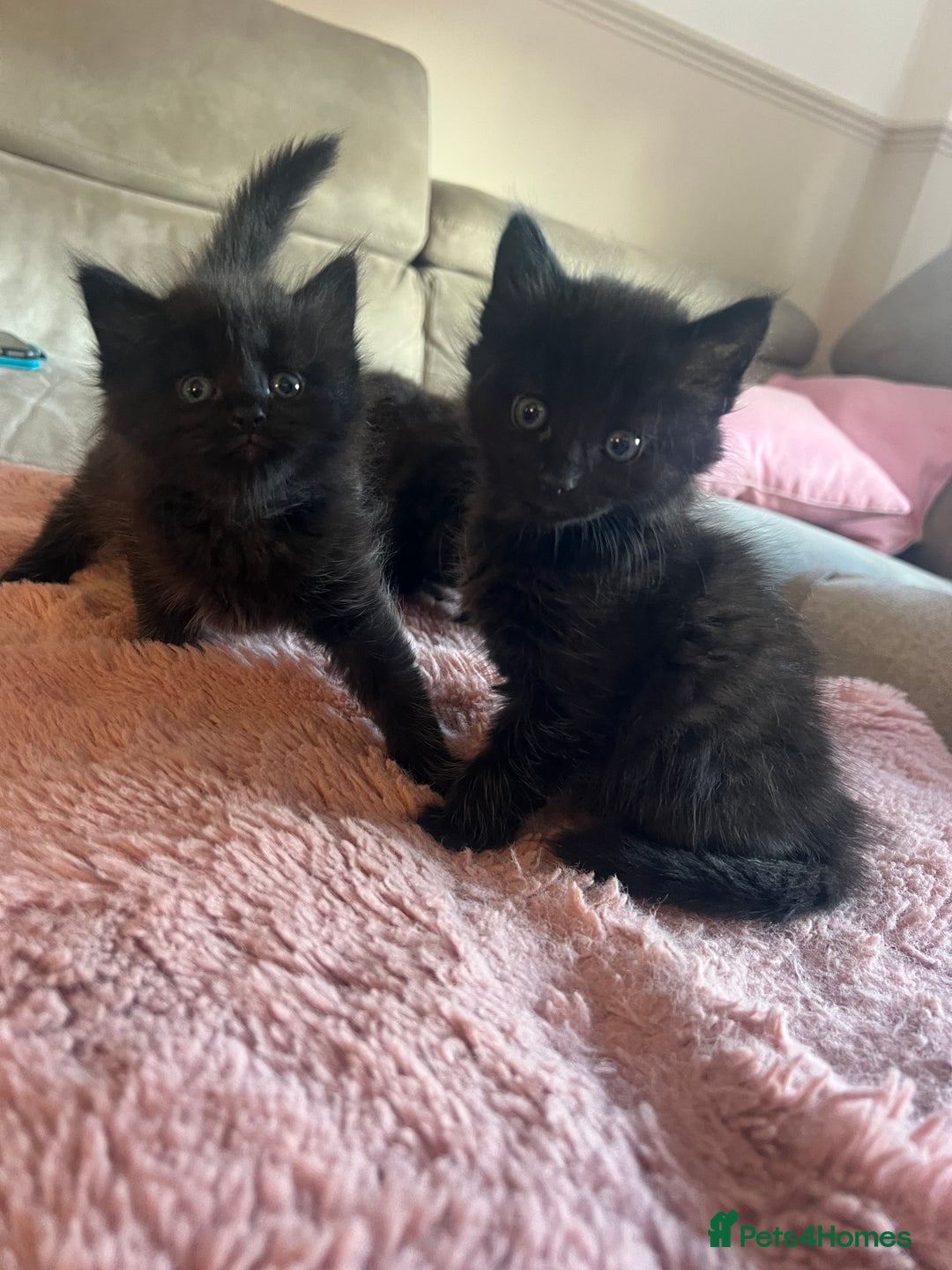 Norwegian Forest Cat cats for sale: Norwegian forest/ Bombay kittens  - Image 10