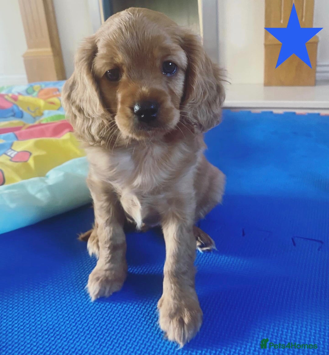 Cavapoo dogs for sale: Beautiful Cavapoo Puppies  - Image 24