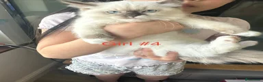 Ragdoll Kitten 4