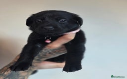 Mixed Breed dogs for sale: Sheprador Puppies - Image 4