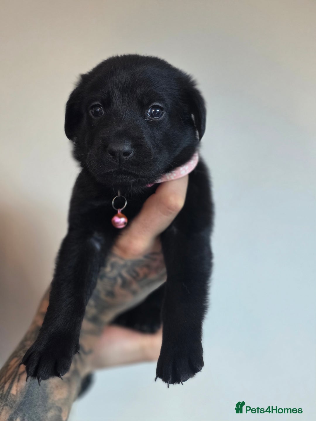 Mixed Breed dogs for sale: Sheprador Puppies - Image 4
