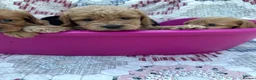 Cockapoo dogs for sale: Beautiful cockapoo puppies - Advert 8