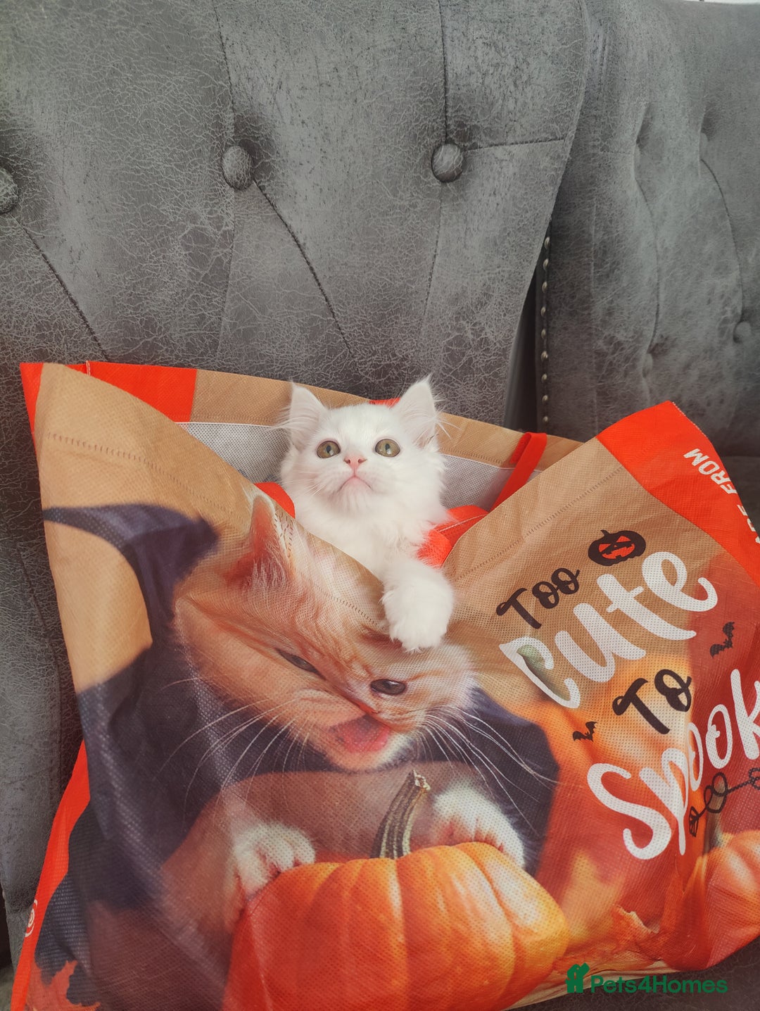 Mixed Breed cats for sale: Persian Mix kittens  - Advert 32