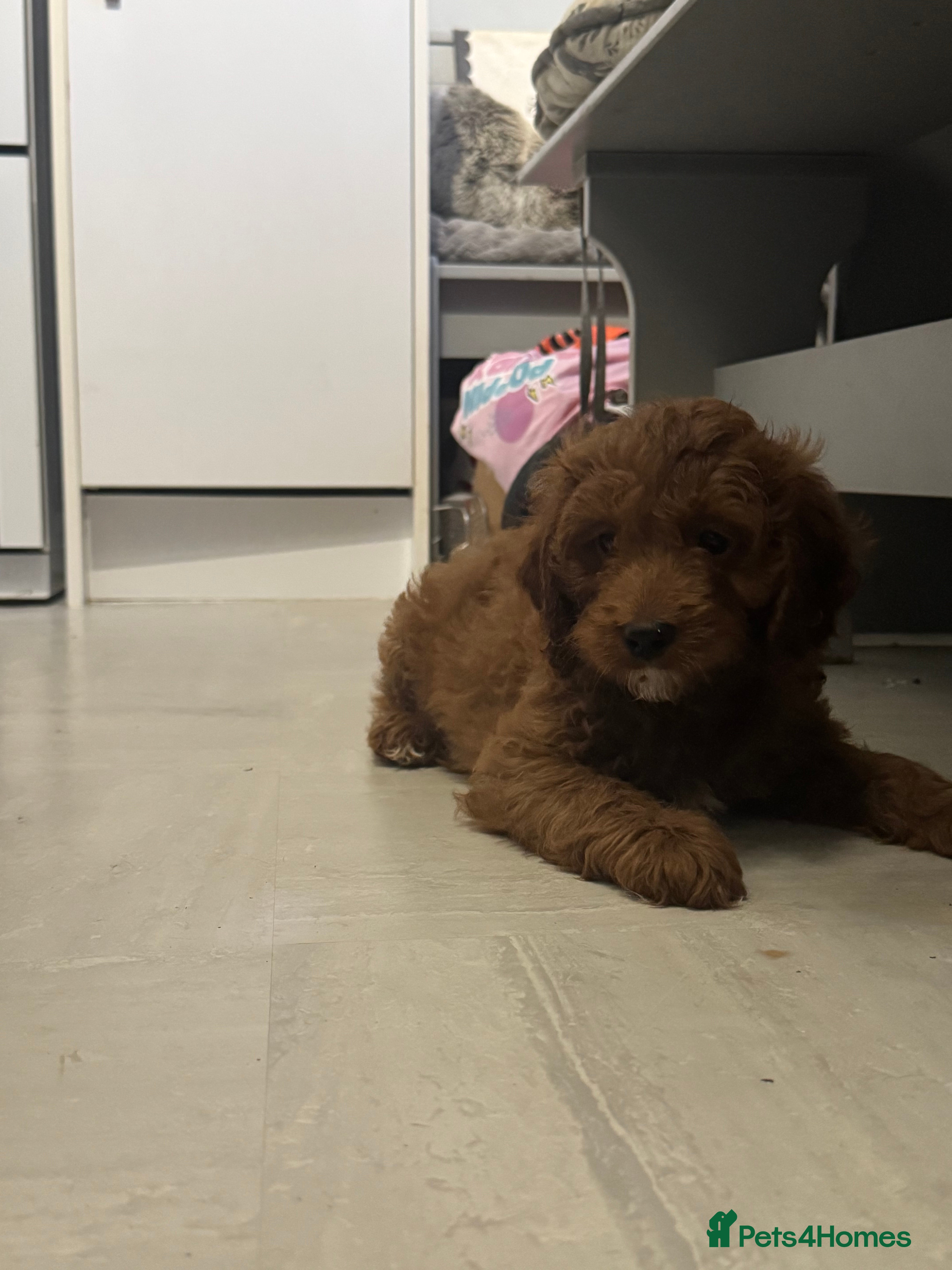 Cockapoo dogs 🐶F1 cockerpoo puppies ready to take home  - Advert 3
