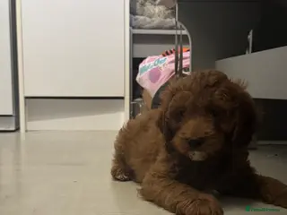 Cockapoo dogs 🐶F1 cockerpoo puppies ready to take home - Advert 3