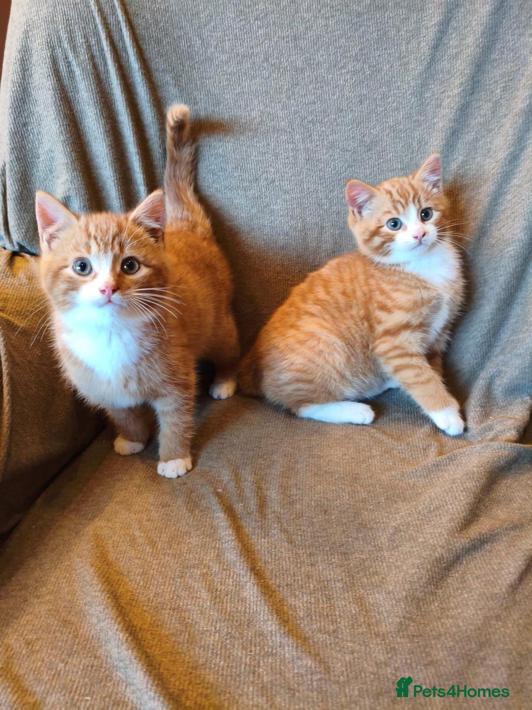 Mixed Breed cats for sale: 3 male ginger and 3 female Tortie kittens - Advert 6