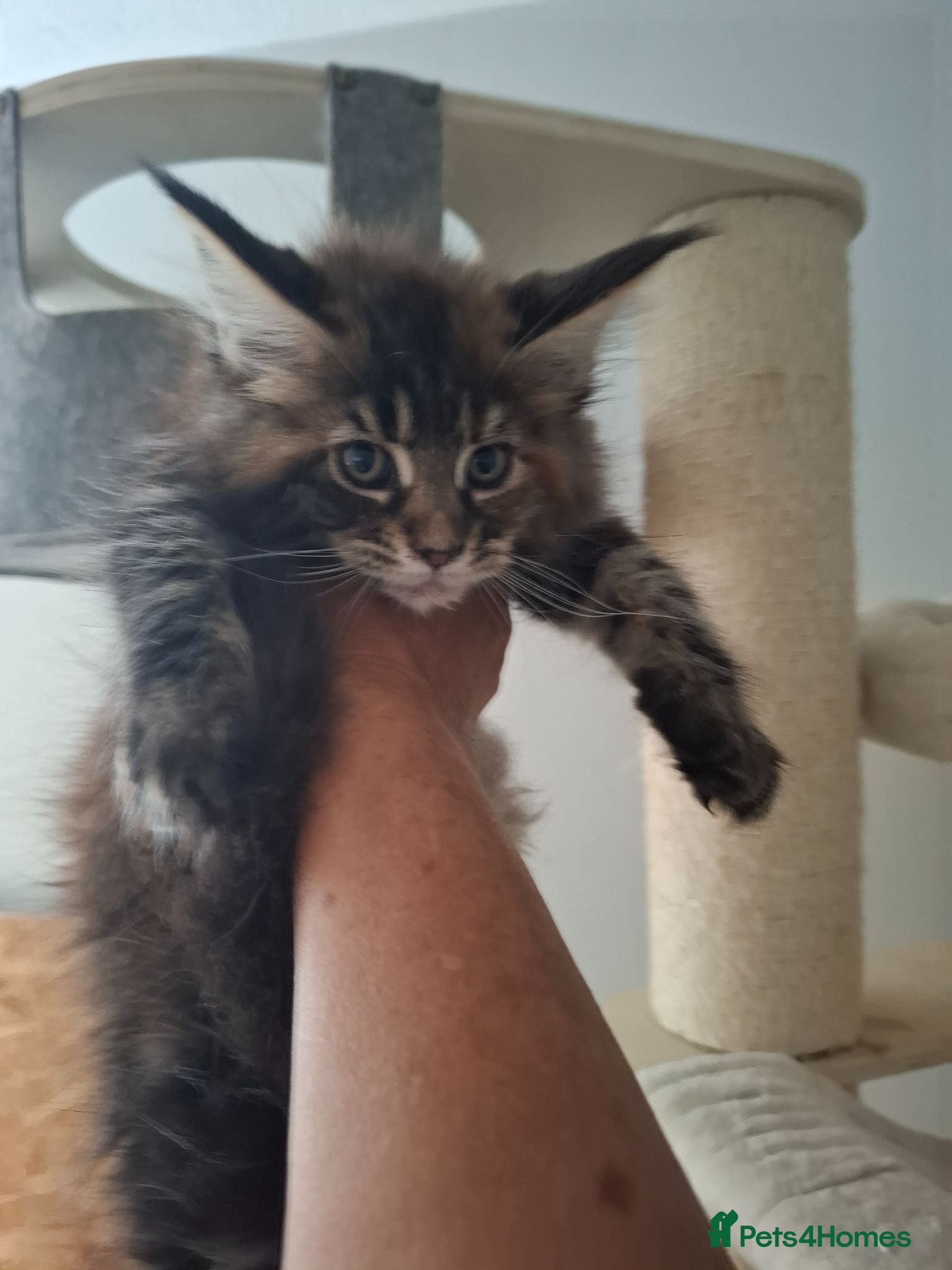 Maine Coon cats Outstanding xl mainecoons russian blood line - Advert 1