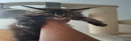 Maine Coon cats for sale: Outstanding xl mainecoons russian blood line - Advert 1