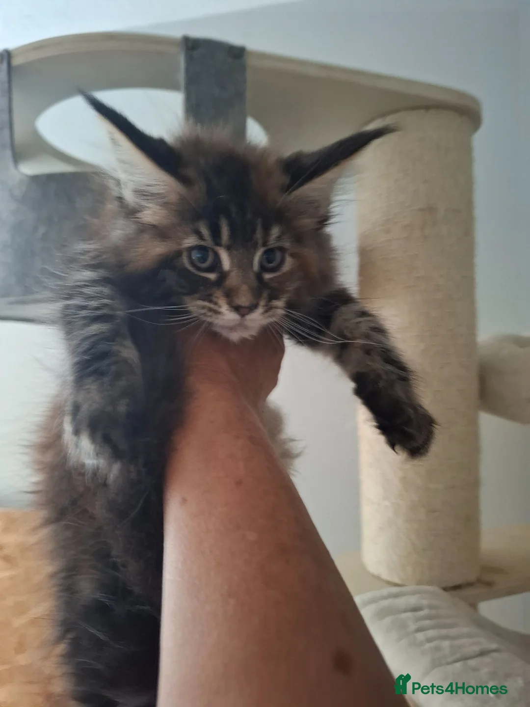 Maine Coon cats for sale: Outstanding xl mainecoons russian blood line - Advert 1