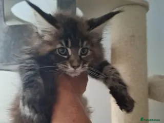 Maine Coon cats Outstanding xl mainecoons russian blood line - Advert 1